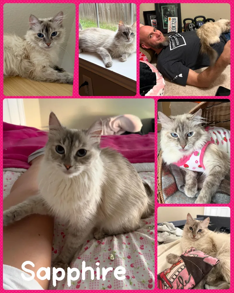An adult medium-sized female Cream Point Siamese cat named Sapphire for adoption in Fort Worth, TX