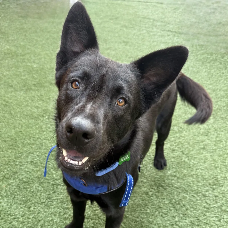 A young medium-sized male Shepherd dog named Quigley for adoption in Itasca, IL