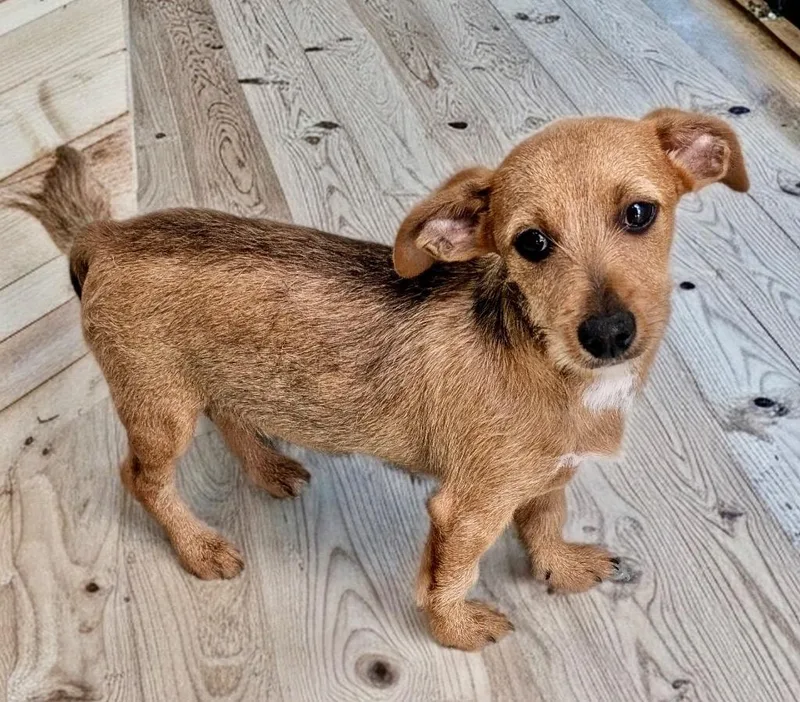 Roloshort And Sweet Puppy! thumbnail 2