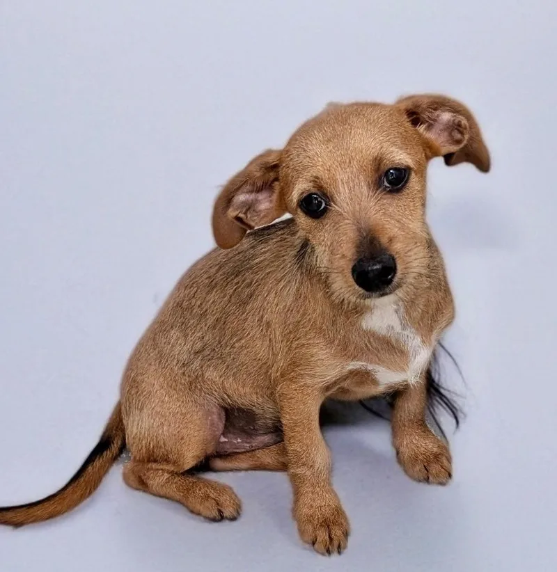 Roloshort And Sweet Puppy! thumbnail 3