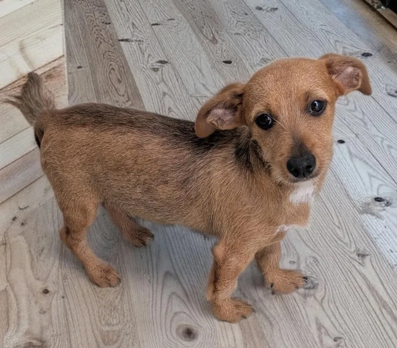 Roloshort And Sweet Puppy! thumbnail 4