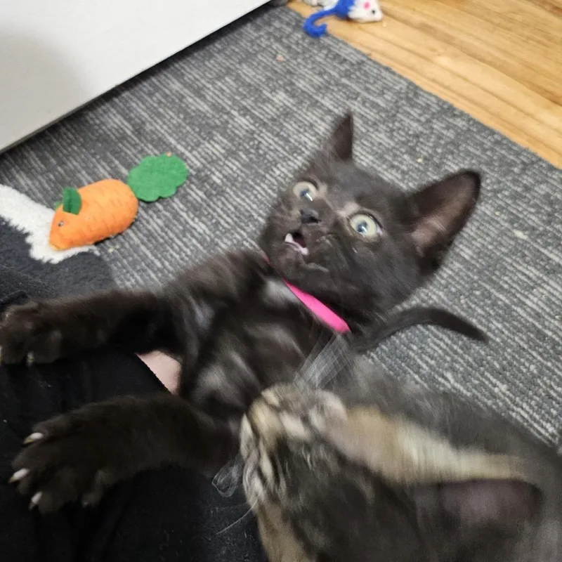 Yum Yum thumbnail 6