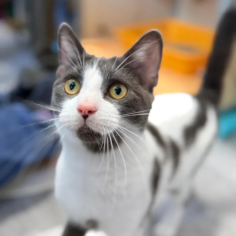 A young medium-sized female Gray / Blue / Silver Domestic Short Hair cat named Tori for adoption in Aldie, VA