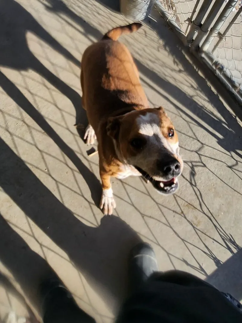 An adult medium-sized female Red / Chestnut / Orange Australian Cattle Dog / Blue Heeler dog named Stormie for adoption in Rawlins, WY