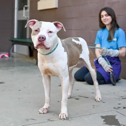 An adult large-sized male Mixed Breed dog named Bran for adoption in Chamblee, GA
