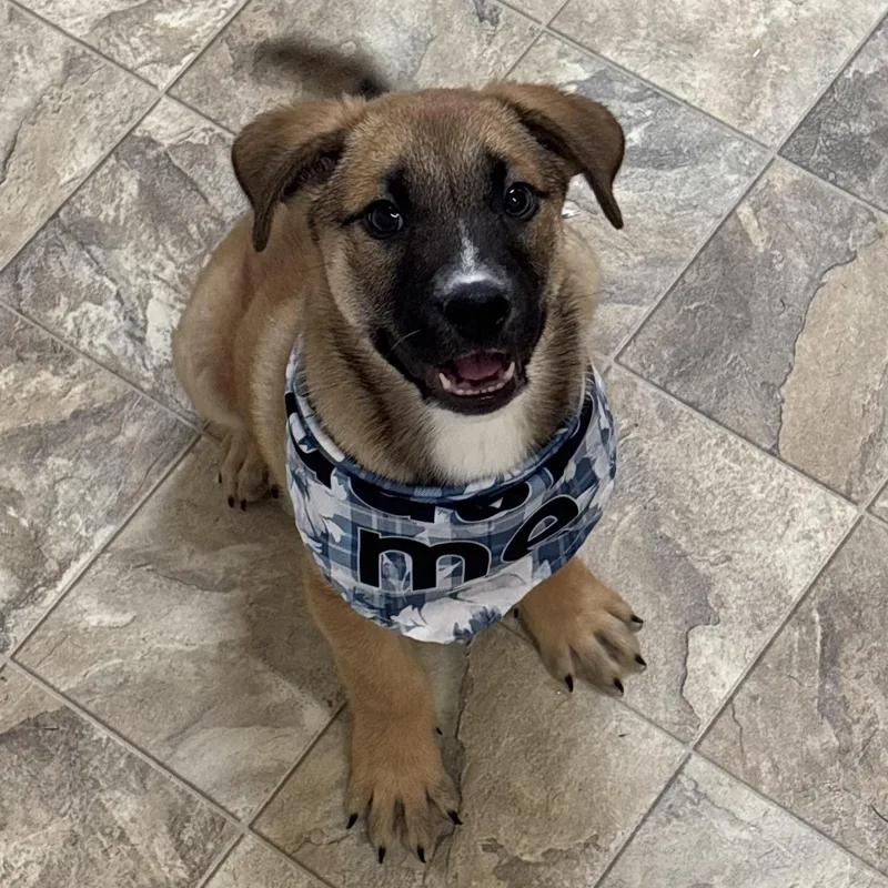 A young medium-sized male Tricolor (Brown, Black, & White) Shepherd dog named Wiatt for adoption in Pilot Point, TX