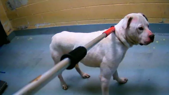 A young large-sized male Pit Bull Terrier dog named Capybara for adoption in Tulsa, OK