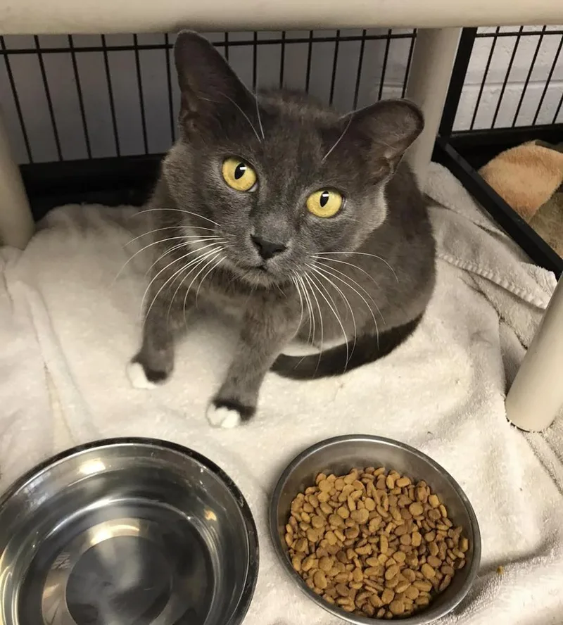 An adult small-sized female Gray & White Domestic Short Hair cat named Aira for adoption in Mishawaka, IN