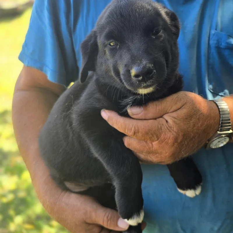 Otis