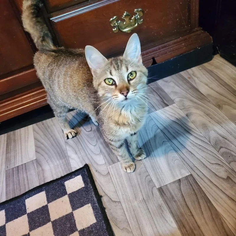 An adult medium-sized female Brown / Chocolate Domestic Short Hair cat named Mazie for adoption in Jefferson city, TN