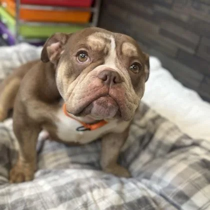 An adult large-sized female Mixed Breed dog named Baby for adoption in Janesville, WI