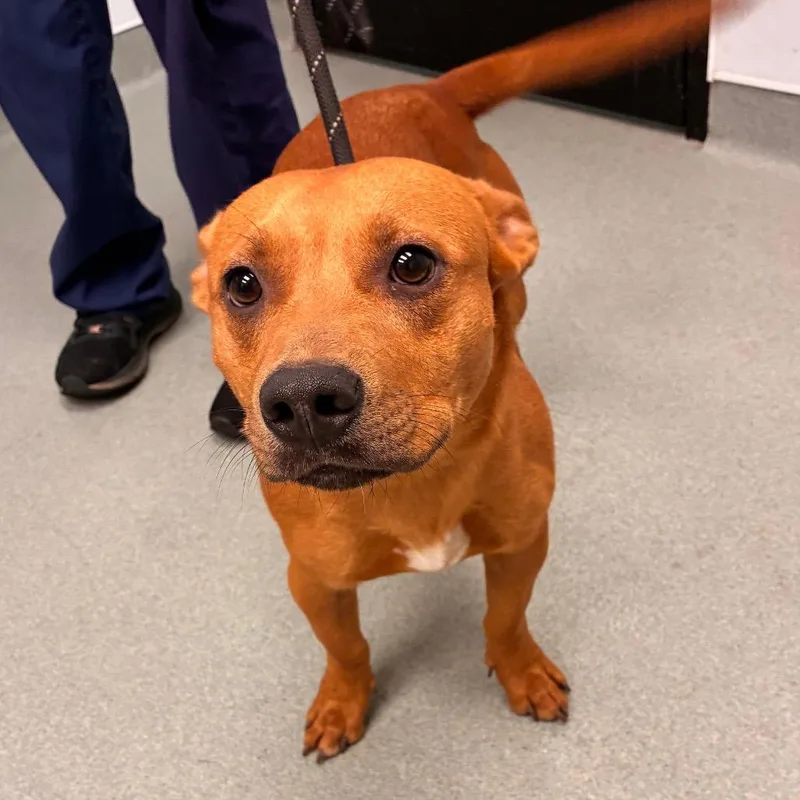 A young medium-sized male Red / Chestnut / Orange Dachshund dog named Zeus for adoption in Abilene, TX