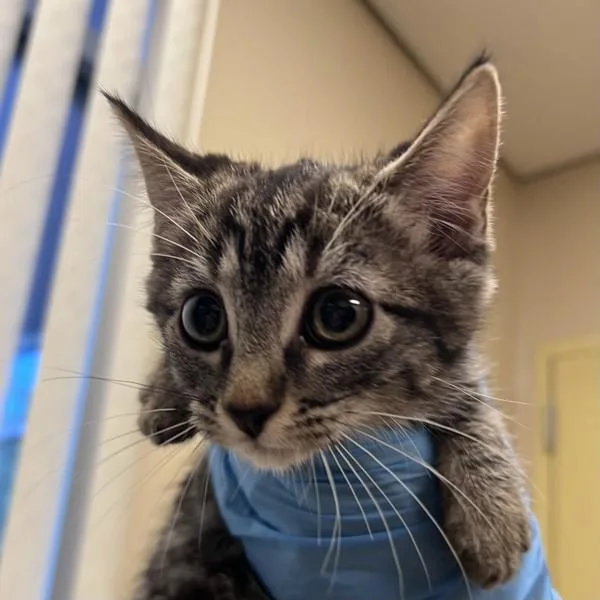 A baby small-sized female Domestic Short Hair cat named Caroline for adoption in Walnut Creek, CA
