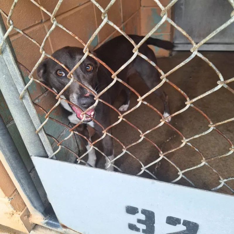 An adult medium-sized female Labrador Retriever dog named Bayou for adoption in Gautier, MS