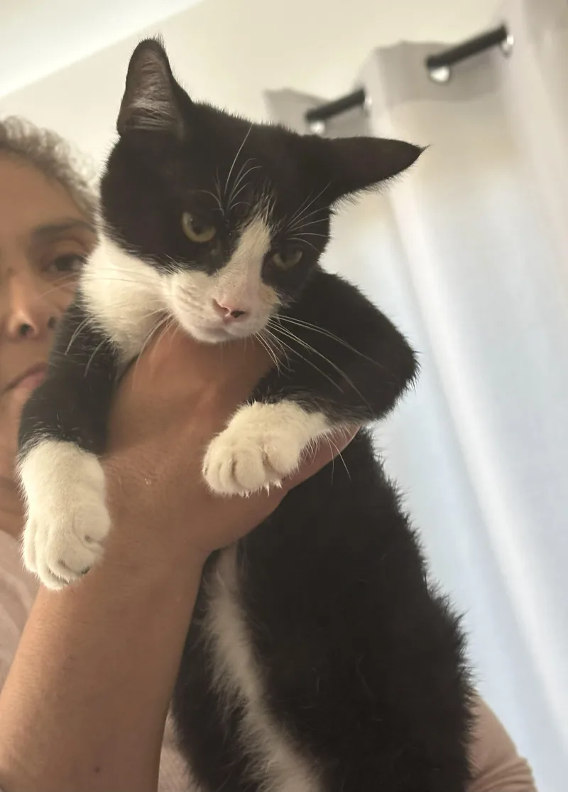 Marshmallow thumbnail 2