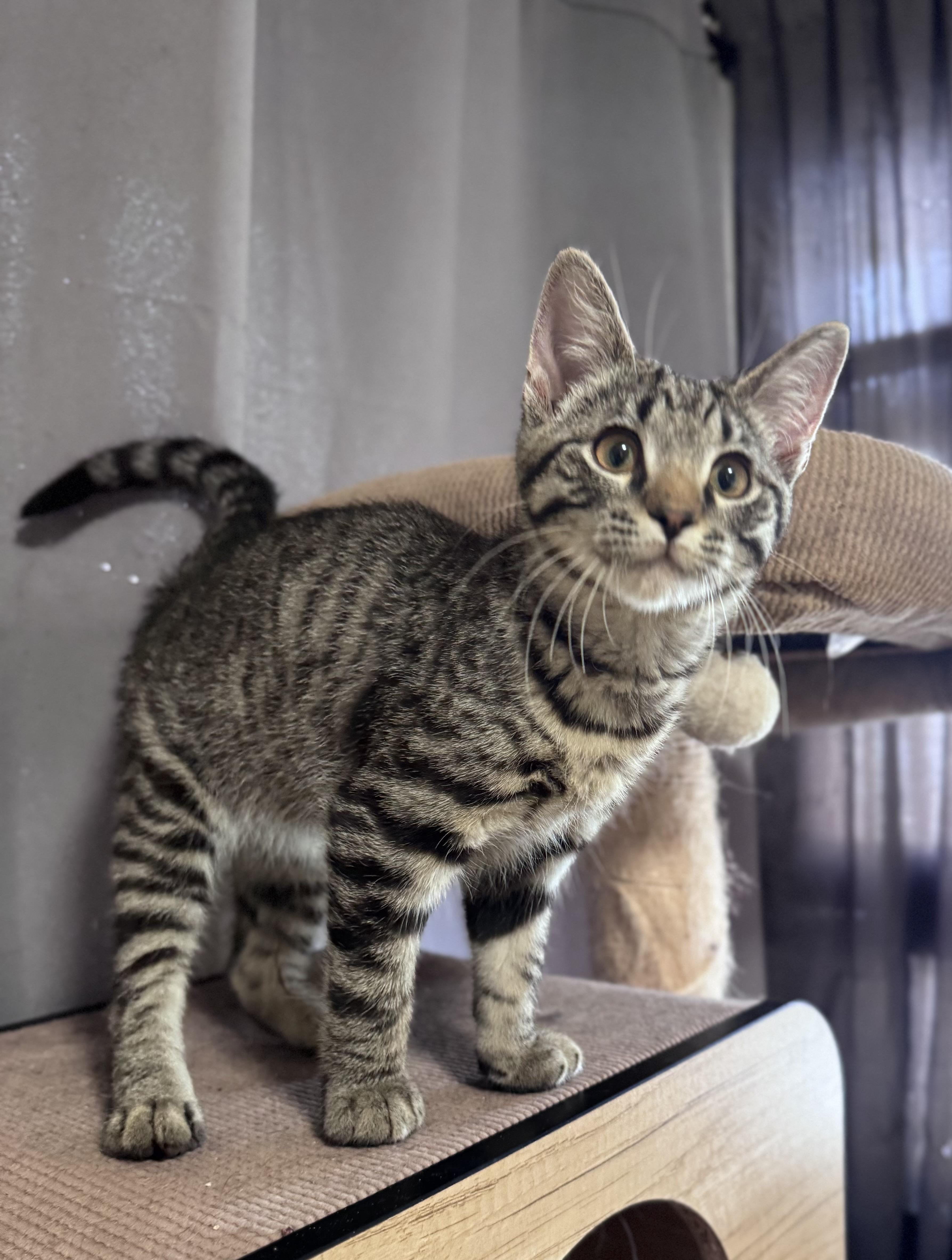 A young small-sized male Tabby (Brown / Chocolate) Domestic Short Hair cat named Pippin for adoption in Riverside, CA