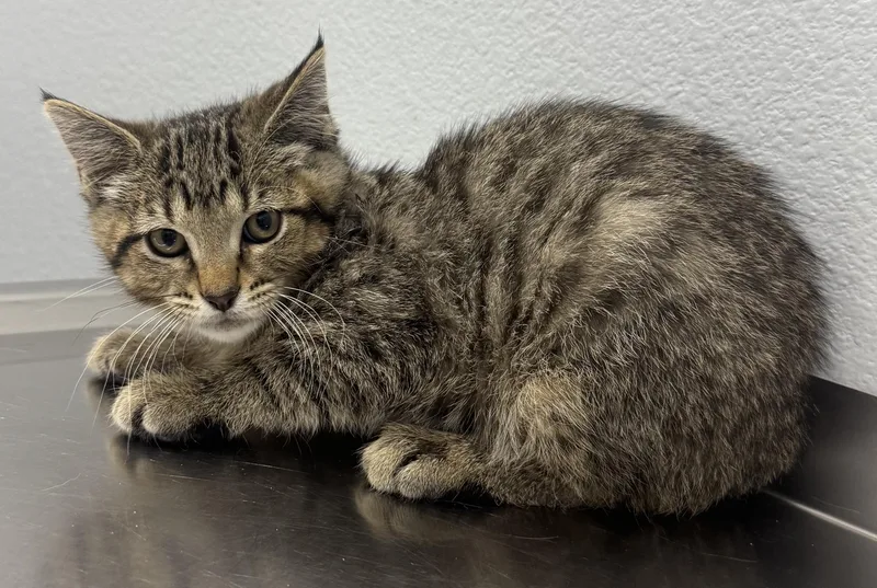 A baby medium-sized male Tabby (Brown / Chocolate) Domestic Short Hair cat named Jefferson for adoption in Pella, IA