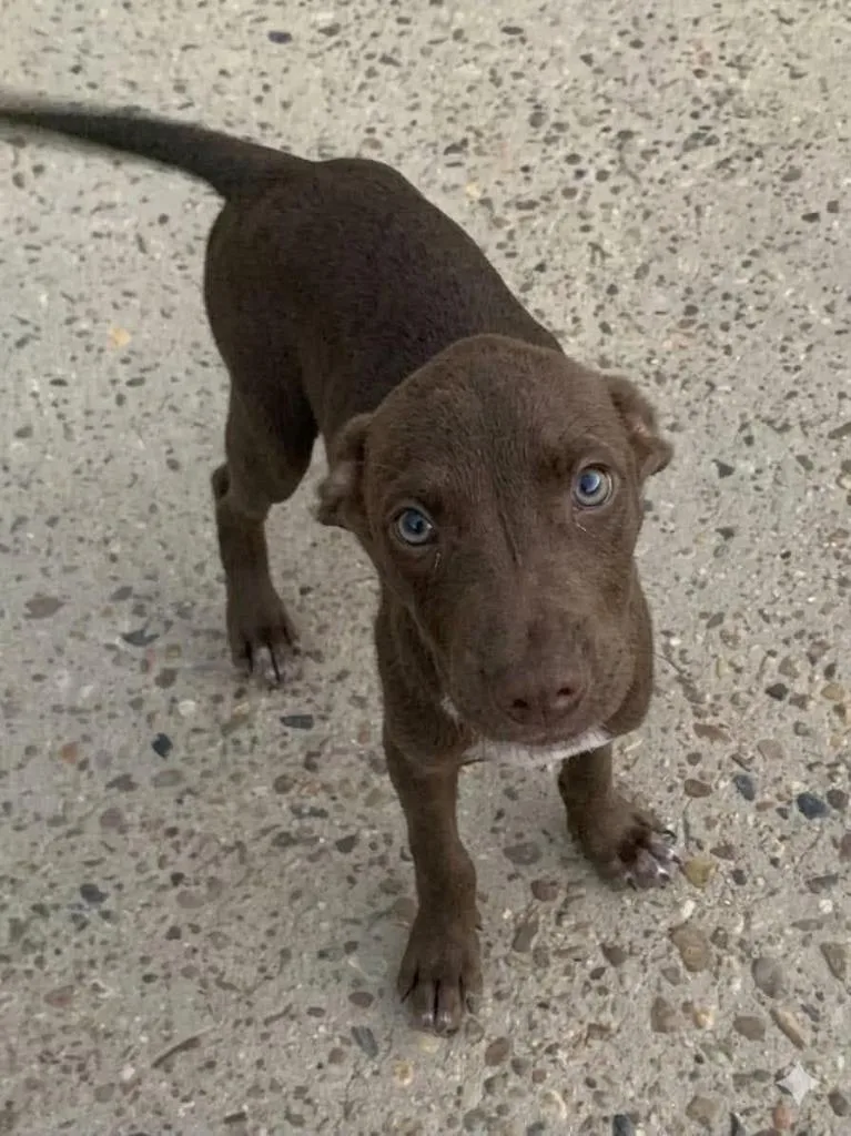 A baby medium-sized male Mixed Breed dog named Cody for adoption in Fond Du Lac, WI