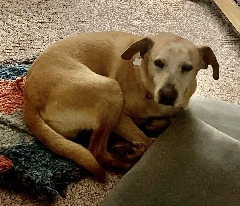 A senior medium-sized male Yellow Labrador Retriever dog named Sweetest Sawyer for adoption in Pleasant View, TN