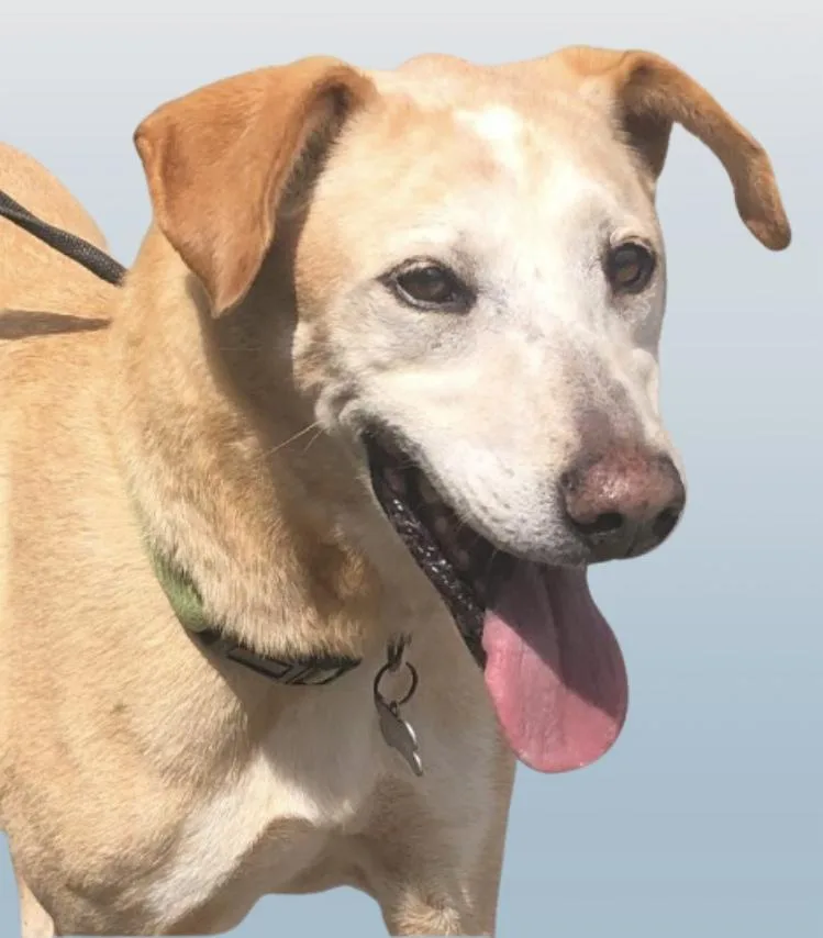 Sweetest Sawyer thumbnail 3