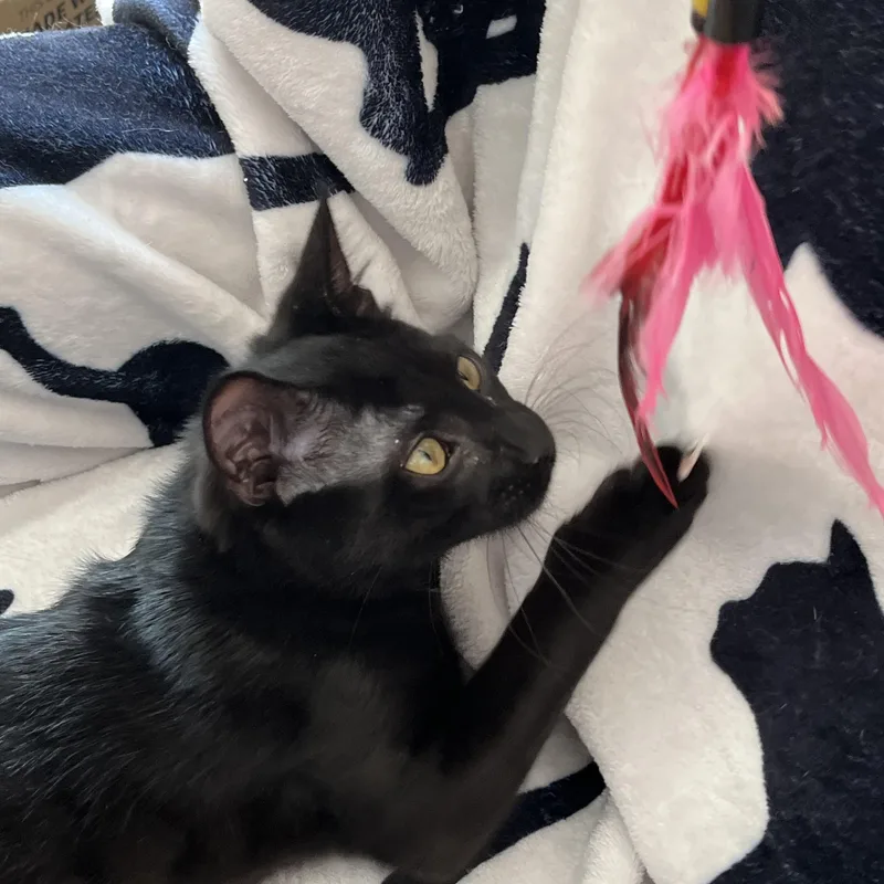 A baby medium-sized male Black Domestic Short Hair cat named Andei for adoption in Apex, NC
