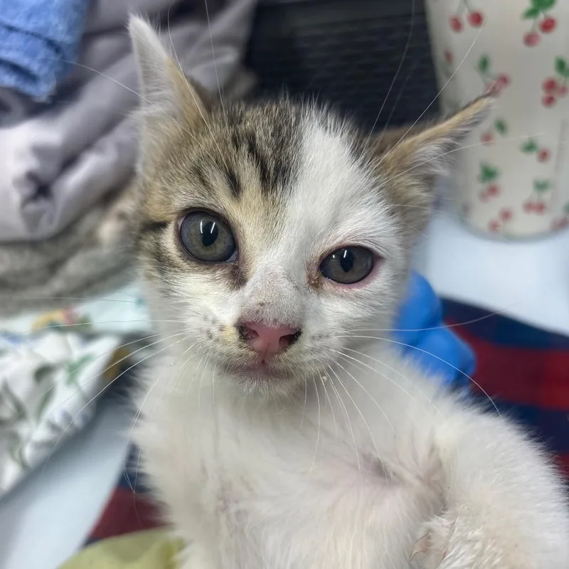 A baby small-sized male White Domestic Medium Hair cat named Csasstray for adoption in Springtown, TX