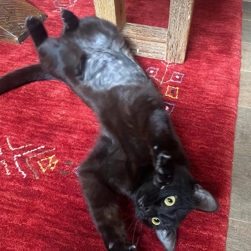 Abby Hsppr Pueblo