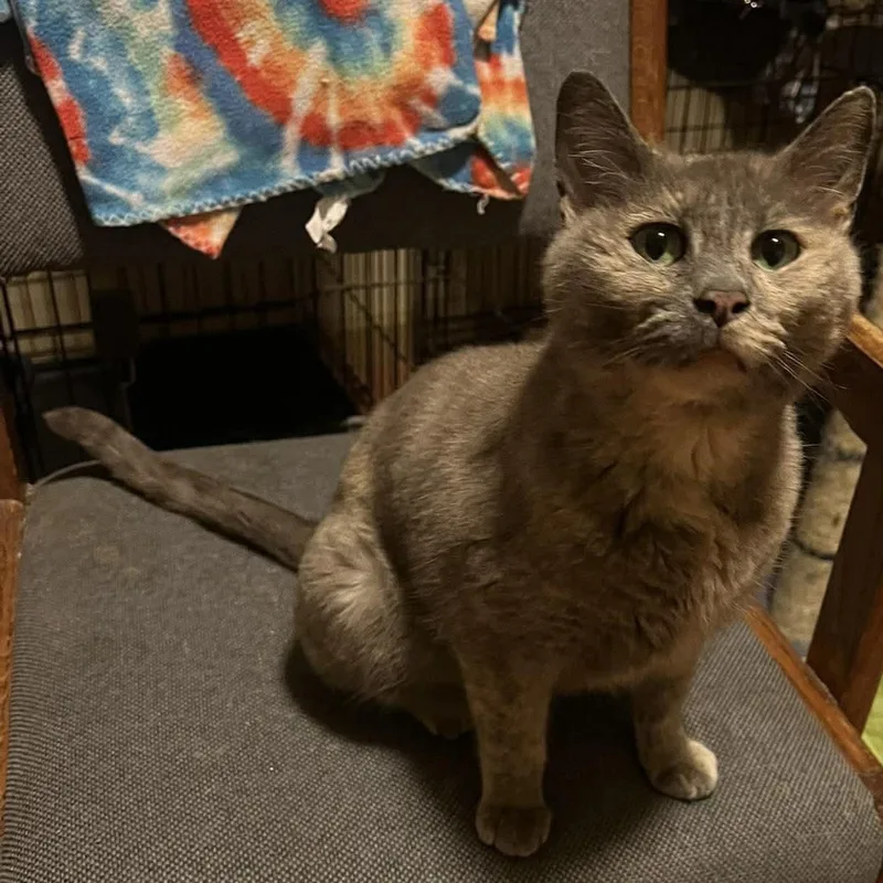 A young medium-sized female Dilute Tortoiseshell Domestic Short Hair cat named Tami for adoption in Mira Loma, CA