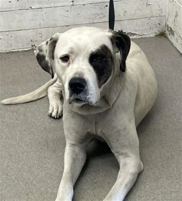 An adult large-sized female Pit Bull Terrier dog named Suki for adoption in San Bernardino, CA