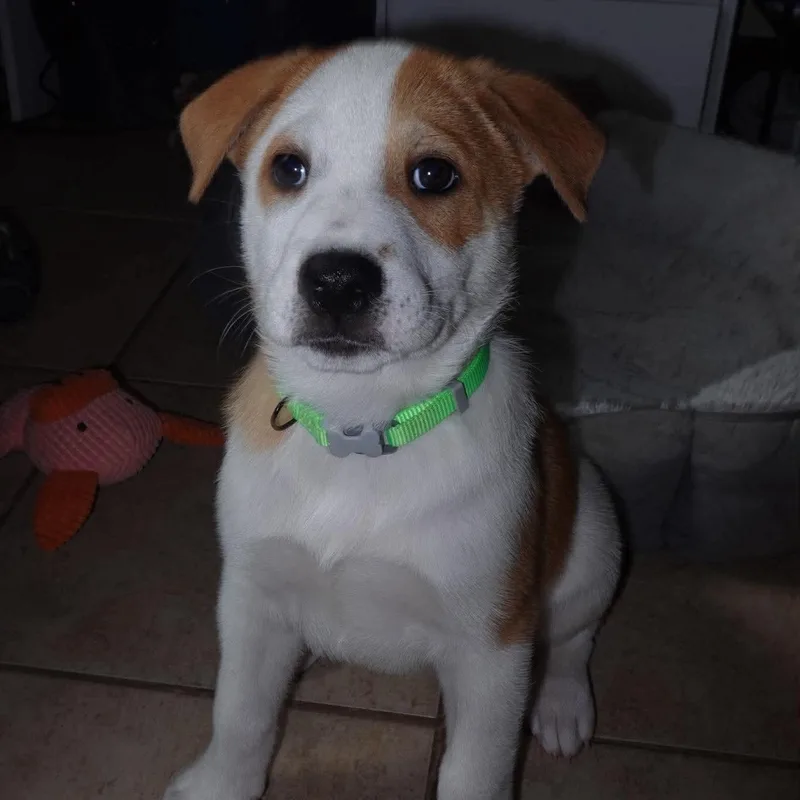 A baby medium-sized male Labrador Retriever dog named Fuoco for adoption in PLAINFIELD, CT