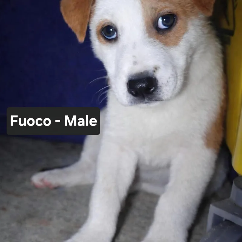Fuoco thumbnail 5