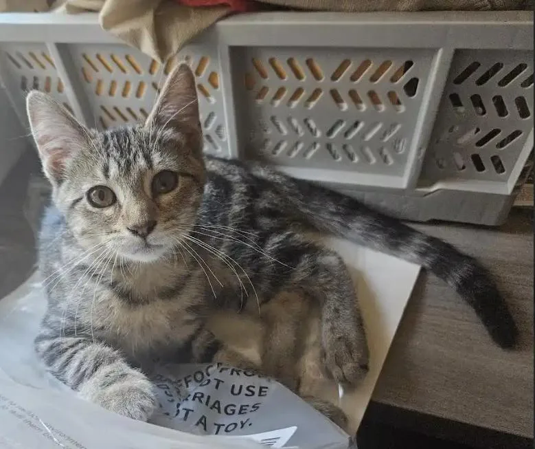 A baby medium-sized female Tabby (Gray / Blue / Silver) Tabby cat named Holly D for adoption in Fresno, CA