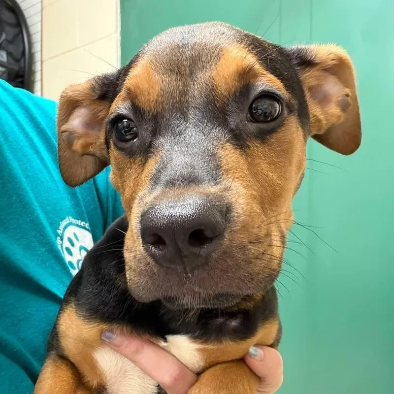 A baby medium-sized male Brown / Chocolate Mixed Breed dog named Tanner for adoption in Elyria, OH
