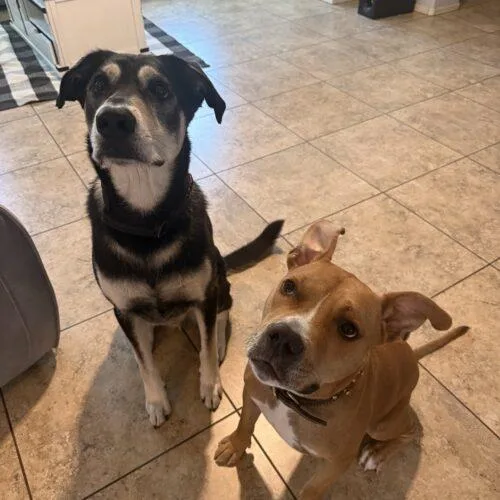 A young medium-sized male Yellow / Tan / Blond / Fawn Boxer dog named Sparrow for adoption in Glendale, AZ