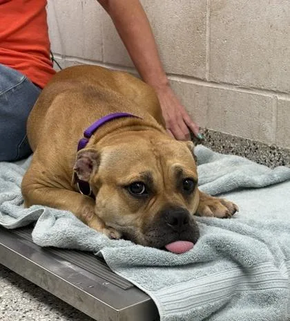 An adult large-sized female Brown / Chocolate Pit Bull Terrier dog named Danish for adoption in Kansas City, MO