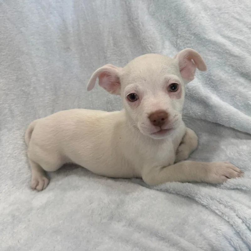 A baby small-sized male White / Cream Chihuahua dog named Shallot for adoption in Phoenix, AZ