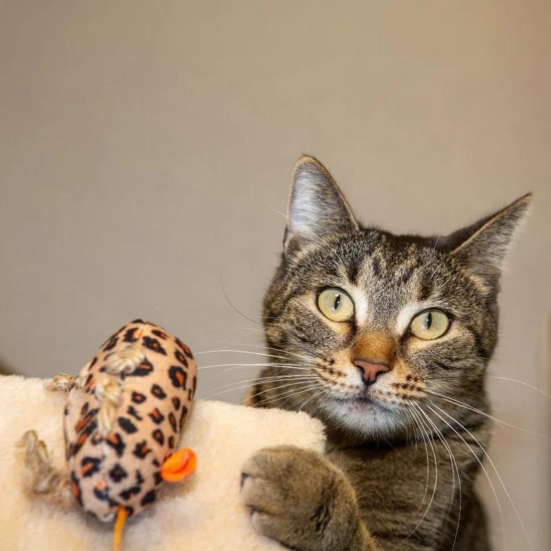 An adult medium-sized female Brown / Chocolate Domestic Short Hair cat named Missy for adoption in Boston, MA