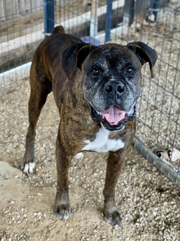 Big Red  Silver thumbnail 2