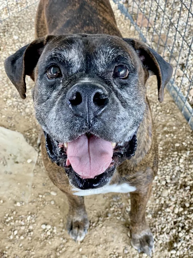 Big Red  Silver thumbnail 3