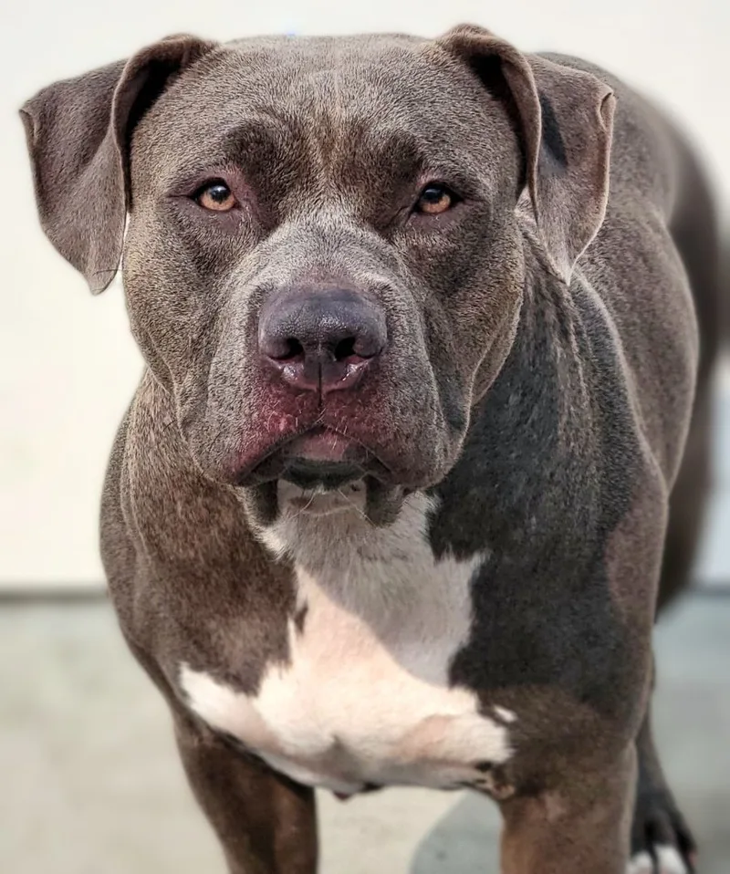 An adult large-sized female Gray / Blue / Silver Pit Bull Terrier dog named Shyra for adoption in Amityville, NY