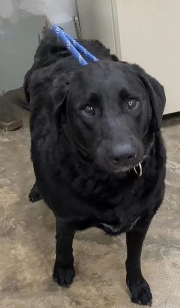 An adult large-sized male Labradoodle dog named Bucky for adoption in Osage Beach, MO