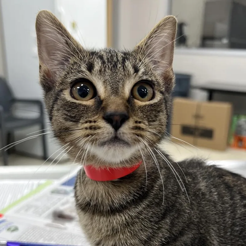 A baby small-sized female Brown / Chocolate Domestic Short Hair cat named Rainstorm for adoption in Jacksonville, FL