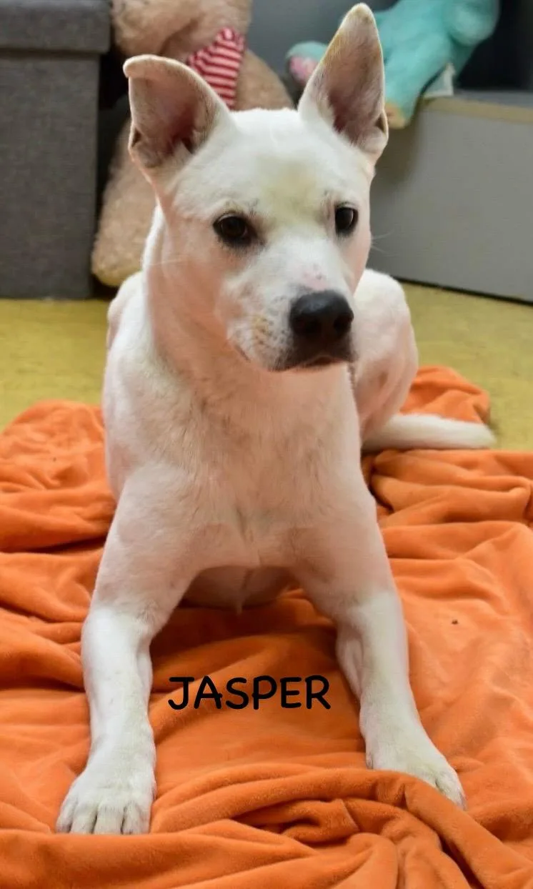 Jasper thumbnail 3