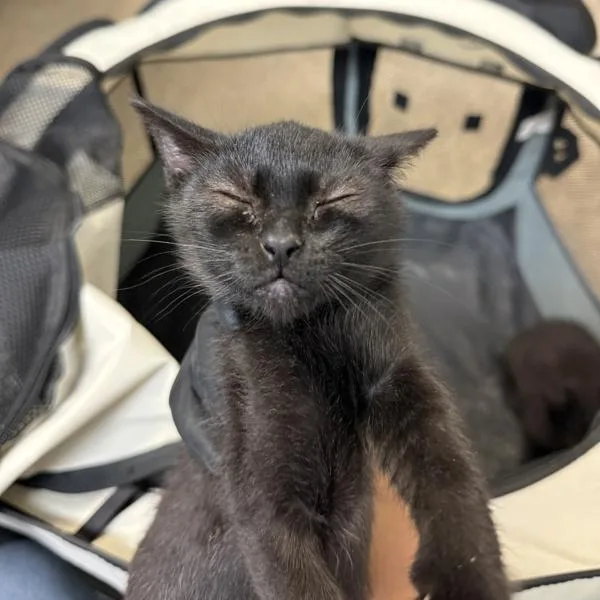 A baby small-sized female Domestic Short Hair cat named Diana Direction for adoption in San Diego, CA