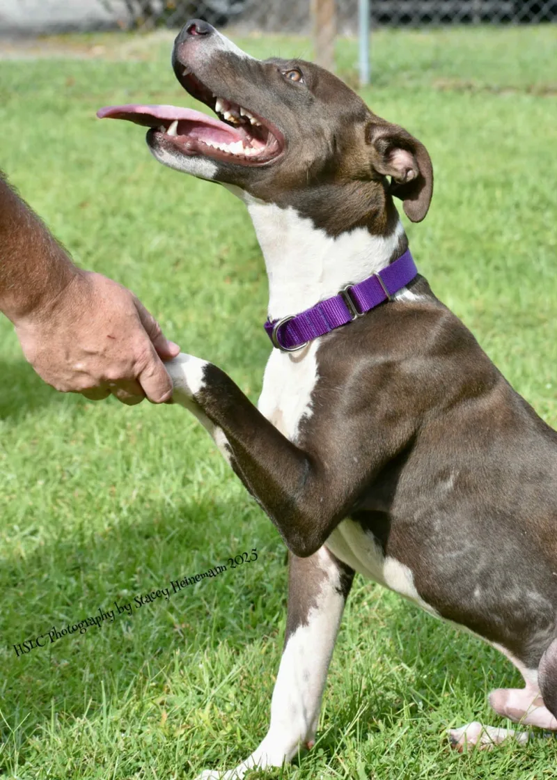 Blaze Trained thumbnail 4