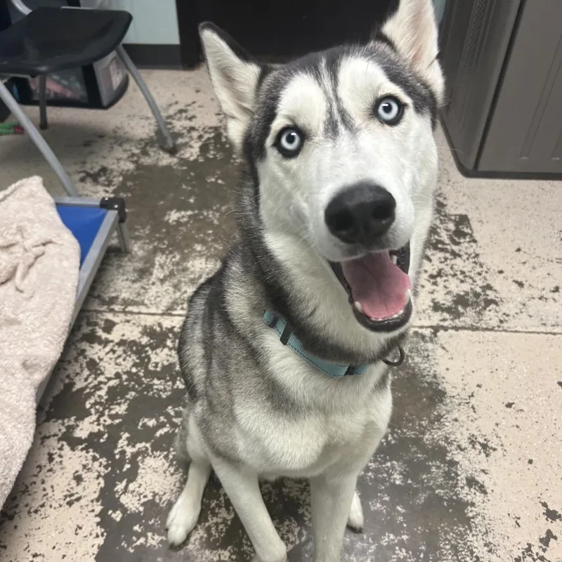 An adult medium-sized male Black Husky dog named River for adoption in Columbia, MO