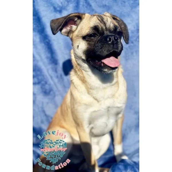 A baby small-sized male Yellow / Tan / Blond / Fawn Terrier dog named Stokley for adoption in Inglewood, CA