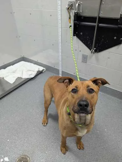 An adult large-sized female Mixed Breed dog named Tequila for adoption in Sevierville, TN