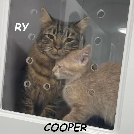 Cooper thumbnail 2