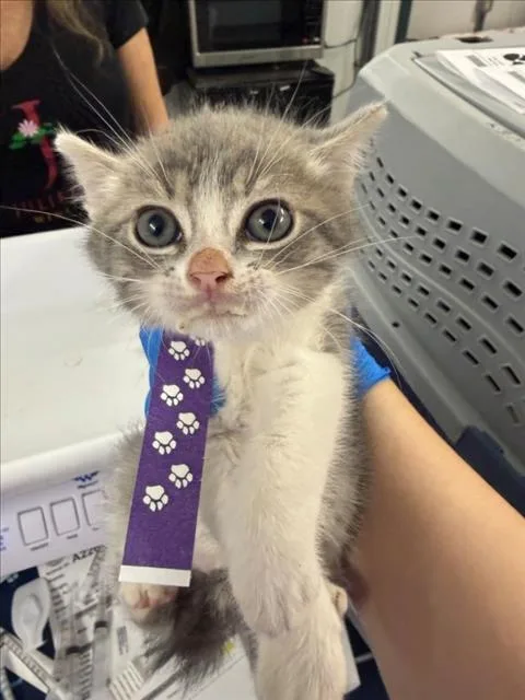 A baby small-sized male Gray / Blue / Silver Domestic Short Hair cat named Alvin for adoption in Woodland, CA